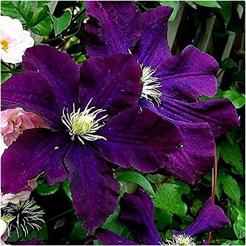 Clematis Hybrid 'Warsaw ' X 3 Large Plug Plants for Potting on by Growtanical