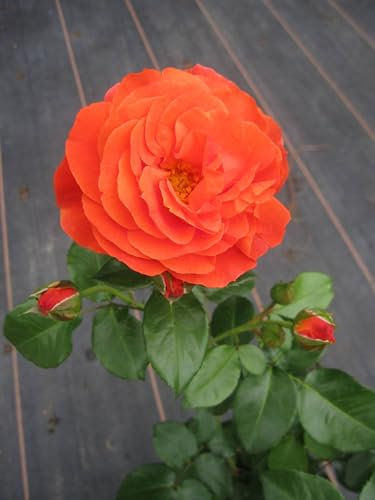 Rosa Morning Sun ® - Beetrose Morning Sun ® - Tantau Rose