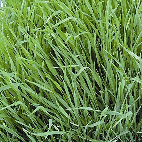 Portal Cool Las semillas de abono verde - forraje Centeno - 2,5 Kg