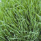 Portal Cool Las semillas de abono verde - forraje Centeno - 2,5 Kg