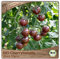 Samenliebe BIO Cherrytomaten Samen alte Sorte Black Cherry süß fruchtige Cocktailtomate Tomate schwarz rot 10 Samen samenfestes Gemüse Saatgut für Gewächshaus Freiland und Balkon BIO Gemüsesamen
