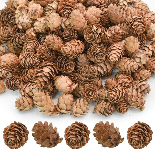 Bacucine 200 Stück natürliche Mini-Tannenzapfen, Weihnachtsdekoration, kleine Tannenzapfen für Thanksgiving, Herbst, Winter, Hochzeit, Vasenfüller, Zuhause