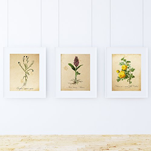 Pack von Sense. Plakate mit Bilder Botanical. Home Decor. Blatt f?r Einrahmung Papier 250?Gramm hohe Qualit?t
