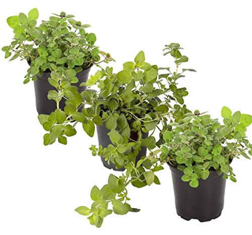 Orégano Natural Pack de 3 Plantas de Orégano para Cocinar