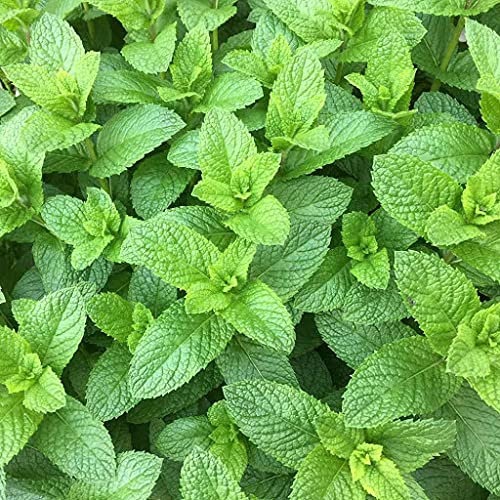 Huifang Pianta di menta piperita 25 pezzi