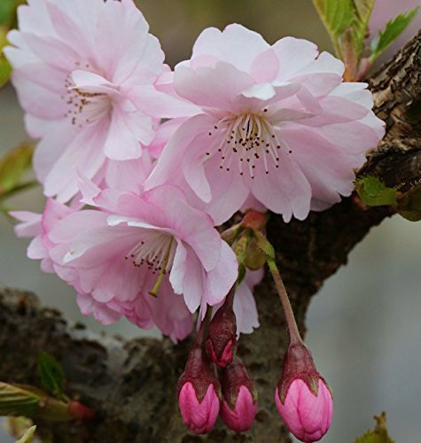 Frühe Zierkirsche 60-80cm - Prunus Accolade - lebende Pflanzen aus der Baumschule