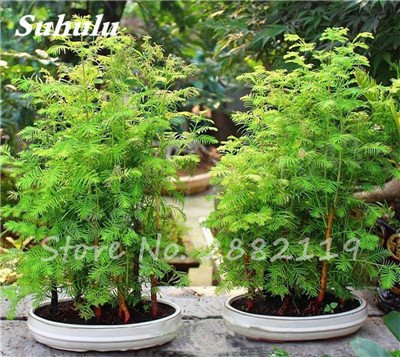 30 pc Sequoia rossa Semi Piante Sequoia sempervirens Bonsai albero in vaso per la casa e giardino fresche di Air giardino domestico di DIY 3