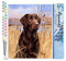 Figured'Art Peinture par Numéro Adulte Chien labrador - Activité Manuelle Kit de Loisir Créatif DIY Numéro d'Art Complet - 40x50cm sans châssis en bois