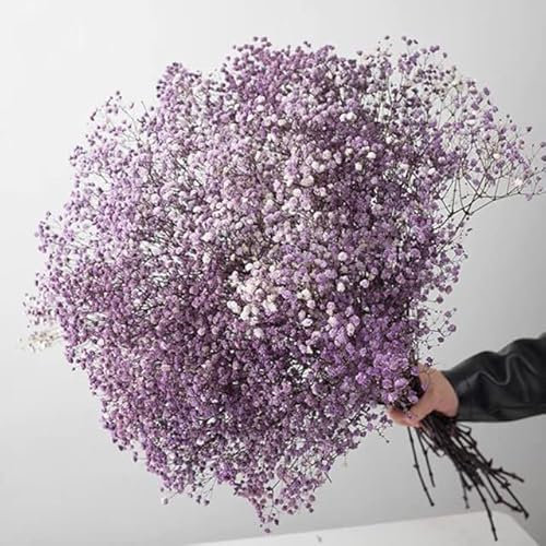 ZEYRU Gypsophile echte Trockenblumen, konservierte Trockenblumen, Schleierkraut-Blumensträuße, Geschenk für Hochzeit, Party, Dekoration, Mariage-Lila, 40–50 cm (100 g)