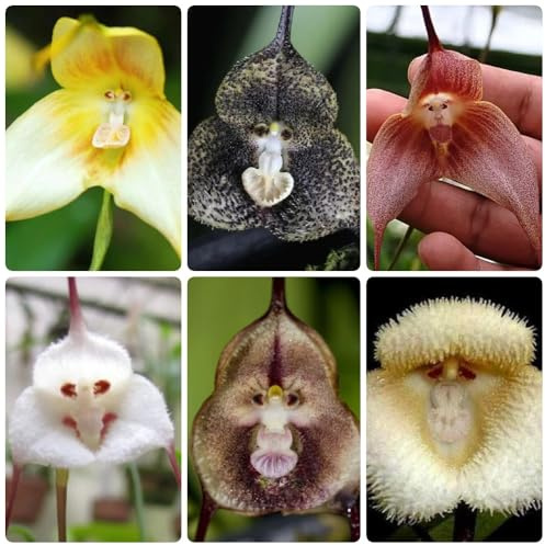 Orchideensamen Affengesicht, gartenpflanzen winterhart mehrjährig Dracula simia, Affen Orchidee, für sonnige plätze affengesicht orchidee kaufen exotische 300Samen