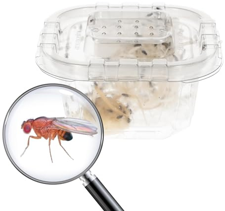 Livefoods4u Live Flightless Fruit Flies Hatched | Reptile & Frog Food | Hatched flightless fruit flies for reptiles, amphibians & inverts. Ideal for dart frogs, small geckos & mantids.