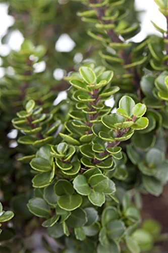 Ilex crenata 'Rotundifolia' 125-150 cm - Japanische Stechpalme, immergrün, ideal für Hecken und Formschnitt, winterhart, pflegeleicht