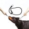 Choke Collar For Dog Training Handmade of Cord with A Limiter (M)