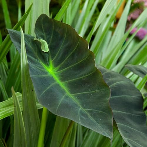 Colocasia Esculenta Pflanze - 1 Zwiebel - Blumenzwiebeln Mehrjährig
