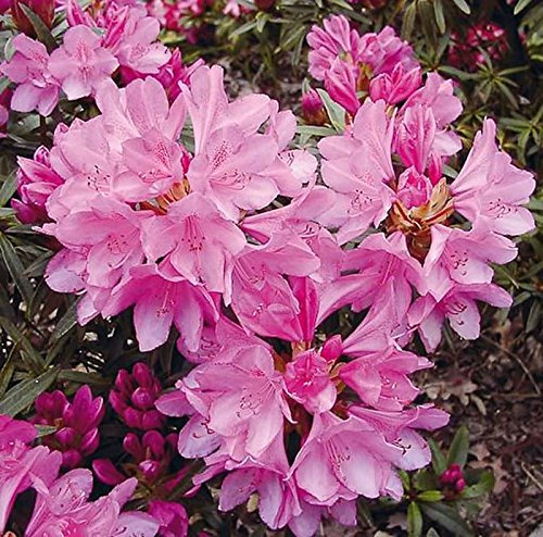 Rhododendron Graziella 60-70cm - Rhododendron ponticum - lebende Gartenpflanze aus den Baumschulen