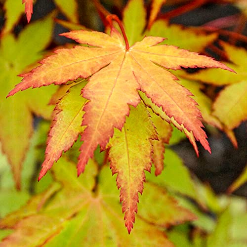 Acer palmatum Summer Gold - Japanese Maple Tree | Large Outdoor Garden Ready Plant in Pot (80-100cm Incl. Pot)
