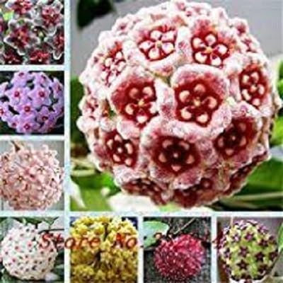 Semillas Hoya carnosa, Hoya carnosa flor de plantas Semillas jardín, establecimiento perenne 100 semillas de las plantas de interior