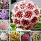 Semi Hoya carnosa, Hoya carnosa fiori piante Semi giardino, impianto perenne 100 semi piante d'appartamento