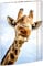 RNKVERLAG 45359 - Zeichenmappe Safari 310 x 440 mm DIN A3 mit Gummizugverschluss, 1 Stück