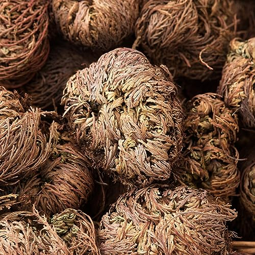 9 Pcs Rose Von Jericho Echte Zwiebeln, Blumenzwiebeln Frühblüher, Echte Pflanzen Für Drinnen (Selaginella Tamariscina) Winterharte Pflanzen Für Garten, Garten Geschenk Winterharte