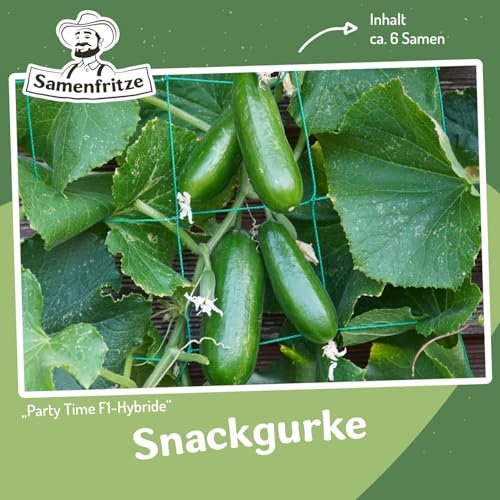 Snackgurke Party Time F1 ca. 6 Samen - ertragreiche, rein weibliche Snackgurke