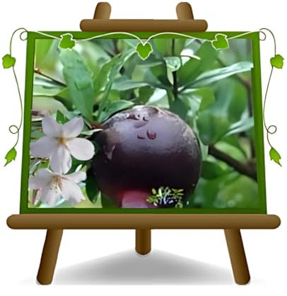 EURO PLANTS VIVAI Melograno Nero Nano da Giardino su Vaso da 20 cm Altezza 150 cm - Adatto a Piccoli Spazi