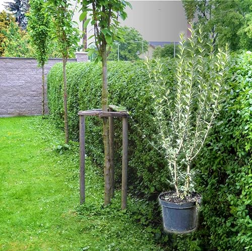 Hecken Helge/Ovalblättriger Liguster / 80-100 cm / 10 Stück / 3 Meter