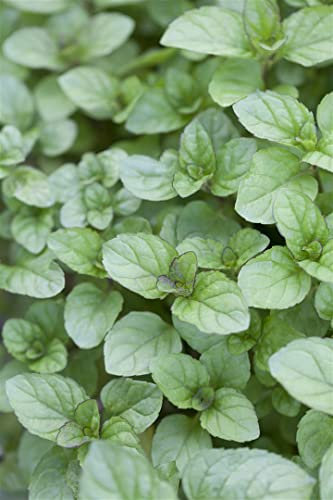 Mentha x piperita var. citrata ca. 9x9 cm Topf - Zitronenminze, aromatisches Laub, ideal für Tee und Cocktails, bienenfreundlich, pflegeleicht