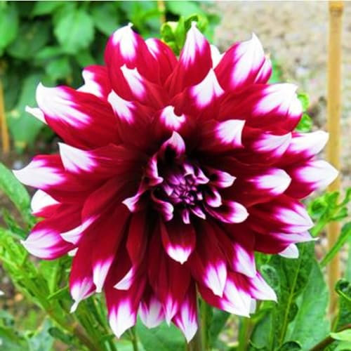 Bulbi Di Dalia-Bulbi Di Dalia,Bulbi Di Dalia Gigante,Tubero Della Dalia,Bulbi Dalia Perenni,Bulbi Di Piante,Fiori Da Giardino,Bulbi Di Zinnia-5Bulbi-c