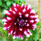 Bulbi Di Dalia-Bulbi Di Dalia,Bulbi Di Dalia Gigante,Tubero Della Dalia,Bulbi Dalia Perenni,Bulbi Di Piante,Fiori Da Giardino,Bulbi Di Zinnia-5Bulbi-c