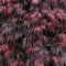 Roter Schlitzahorn 'Dissectum Garnet', Höhe 40-60 cm, Topf 7,5 Liter