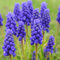 Bulbos de jacinto de uva, floración primaveral, resistente, planta perenne, plantación en jardín-c-15 bulbos