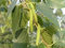 Huifang Ficus benjamina Baumsamen
