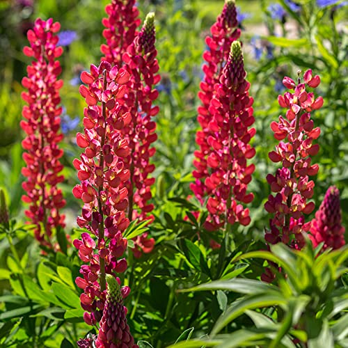 Lupinensamen Rot, Lupinen Samen, Lupinus Micranthus, Bienenweide Saatgut Wildflower Summer Bienenfreundliche Blumensamen Fensterbank Deko Innen Flower Balkon Garten Pflanzenkübel Seltene 100 Stück