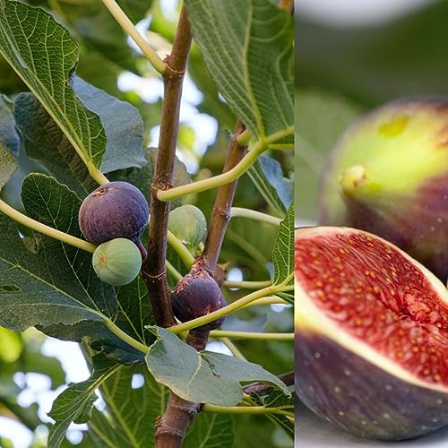 Carbeth Plants Ficus Carica 'Brown Turkey' - Fig Fruit Tree 2 x 9cm Pot - Miniature Patio Fruit Trees - Figs Outdoor and Garden Tree