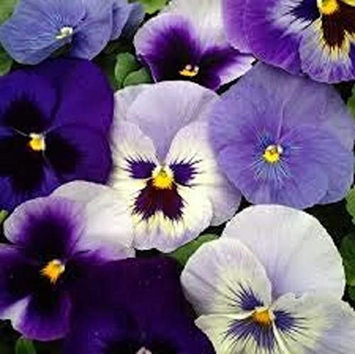 Pansy Plants, 'All The Blues', 20 x Full Plant Pack, Winter Bedding Plants, Winter Pansies, Garden Flowers, Flowering, Garden Ready and Ready to Plant, Premium Quality Flowers
