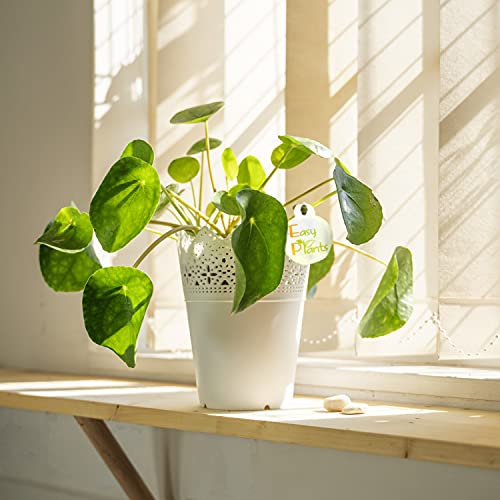 Evergreen Plante chinoise pour argent Pilea Peperomioides Pot de fleurs et soucoupe Blanc