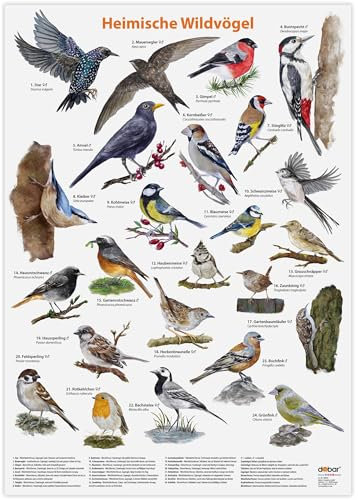 Luxus-Vogelhaus Hochwertiges Vogel-Poster DIN A2 zum Aufhängen - Großes Poster in Matt mit heimischen Wildvögeln handgezeichnet - Wand-Deko für Zuhause