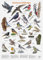 Luxus-Vogelhaus Hochwertiges Vogel-Poster DIN A2 zum Aufhängen - Großes Poster in Matt mit heimischen Wildvögeln handgezeichnet - Wand-Deko für Zuhause