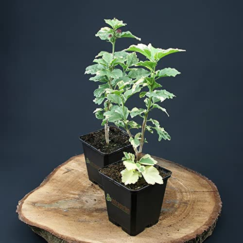 Hibiscus syriacus purpureus variegatus von Intragarten purpurfarbener Garteneibisch im Topf
