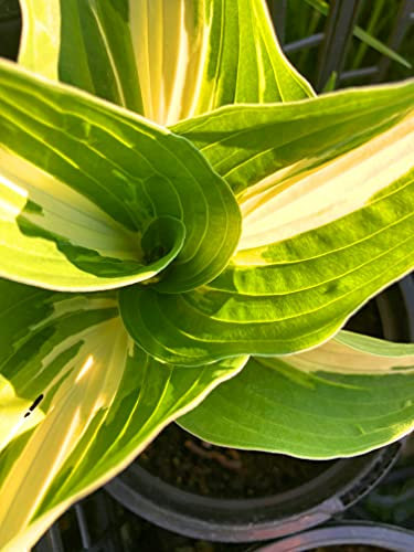 2 x Hosta 'Night Before Christmas' (Budding Sections of Bare Root) Free UK Postage