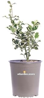 Pianta di Agrifoglio Variegato Pianta di Ilex Aquifolium Argentea Marginata pianta da esterno pianta da giardino pianta ornamentale di Agrifoglio pianta vera venduta da eGarden.store