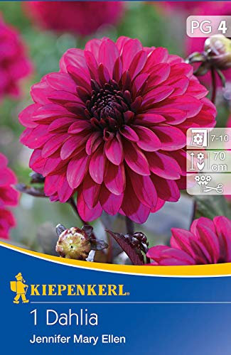 Kiepenkerl 728134 Dahlie Jennifer Mary Ellen (1 Stück) (Dahlienzwiebeln)