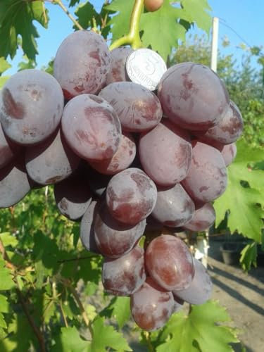 UVA DA TAVOLA VIOLA ATTILA,RESISTENTE, GRANO CROCCANTE, PRECOCE,VASO 2 LITRI 20-30 CM POCHI SEMI