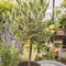 semi di ulivo decorazione del balcone piante in vaso semi di bonsai ulivo comprare alberi piante d'appartamento vaso per stelo resistente - rare - vasi per olivo da balcone perenni da 10pcs