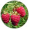 Lampone gigante - 50 semi - Rubus idaeus - Per piante perenni - Frutti sani e ricchi di vitamine