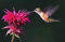 vegherb Agastache austromontana | Les Abeilles Favorites | pour Nous 20_Seeds
