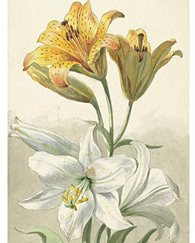 Artery8 Van Leen Gelbe Weiße Lilien Blumen Ungerahmter extragroßer Druck