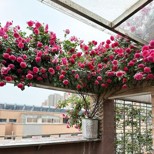 semillas de rosa trepadora, semillas de rosal, plantas perennes, plantas perennes resistentes, semillas de plantas semillas de bonsái, plantas en maceta Decoración de jardín para 300pcs