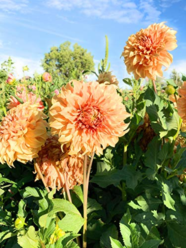 3 x Mixed Coloured 'Dinner-Plate' Dahlias (Tubers to Plant Yourself) Free UK Postage